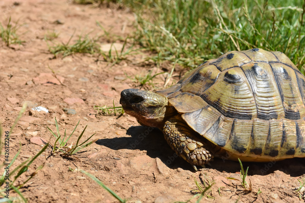 Close up shot of forest turtle. Hermann's tortoise (Testudo hermanni) on the country road Close up shot of forest turtle. Hermann's tortoise (Testudo hermanni) on the country road