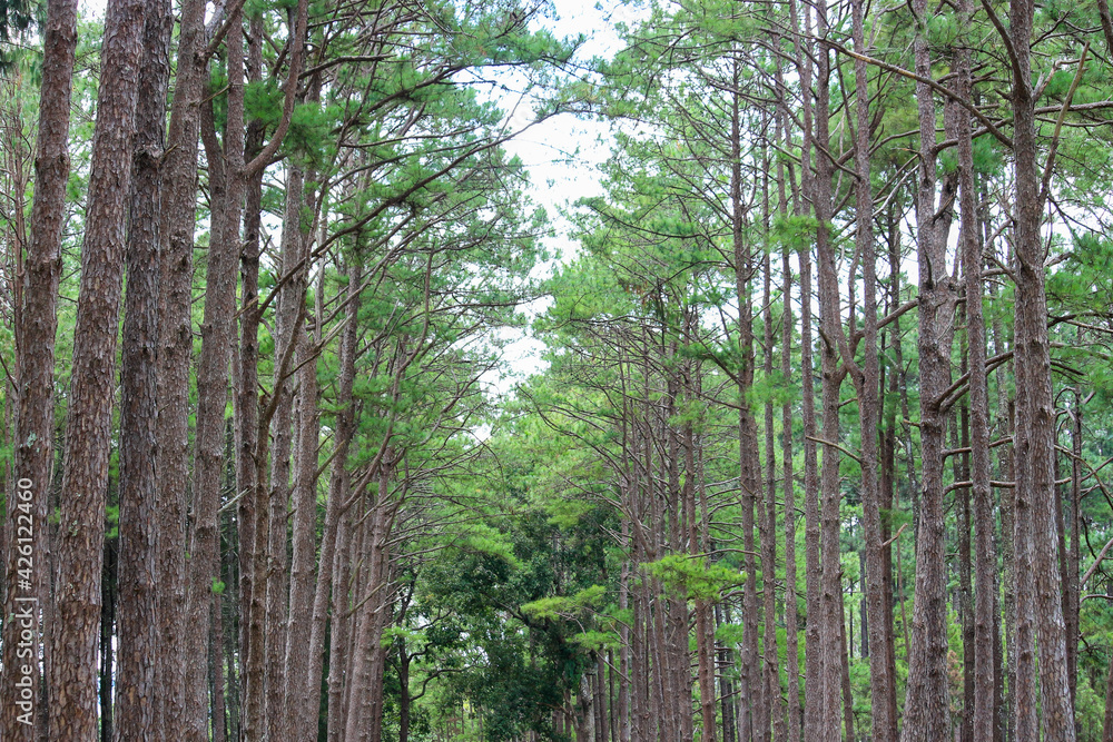 Obraz premium Silvicultural research station or Bo Kaeo Pine Park, evergreen wooded pine tree forest in sunny day light, the beautiful famous garden in Chiang Mai, Thailand.