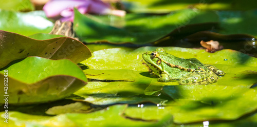 Marsh frog on water lily leaves.