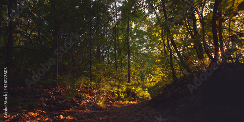 Beautiful natural landscape of the forest woods with a dirt path during the golden hour