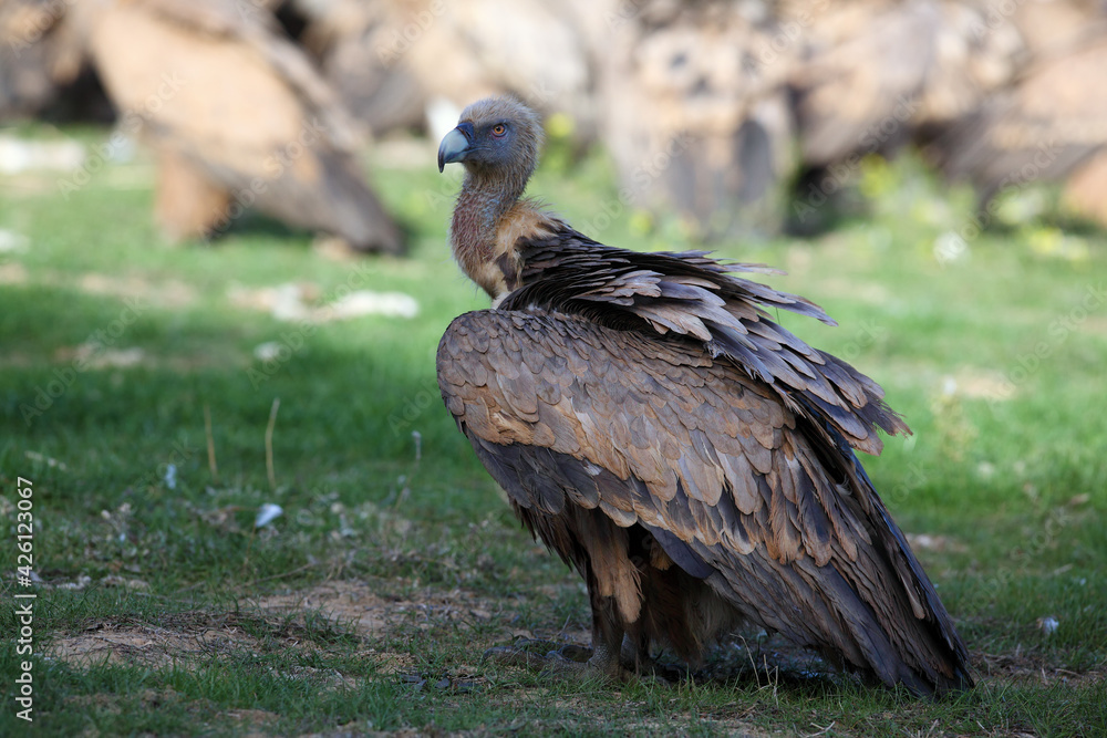 The griffon vulture (Gyps fulvus), feeding on carcass. A large vulture in the foreground and a large flock of others in the background. A typical view of vultures feeding on a feed field. The griffon vulture (Gyps fulvus), feeding on carcass. A large vulture in the foreground and a large flock of others in the background. A typical view of vultures feeding on a feed field.