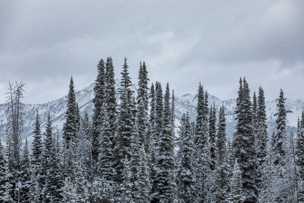 United States, Idaho, Sun Valley, Snowy forest in mountains in winter United States, Idaho, Sun Valley, Snowy forest in mountains in winter