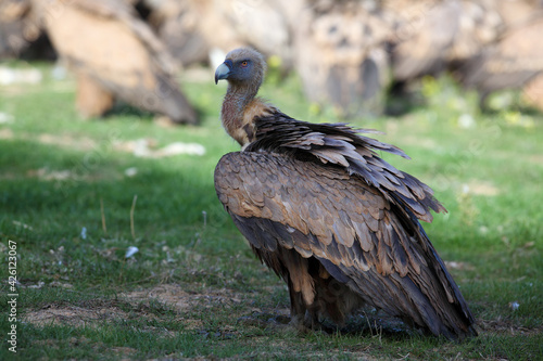 The griffon vulture  Gyps fulvus   feeding on carcass. A large vulture in the foreground and a large flock of others in the background. A typical view of vultures feeding on a feed field.