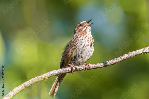 Small female sparrow sitting on a branch