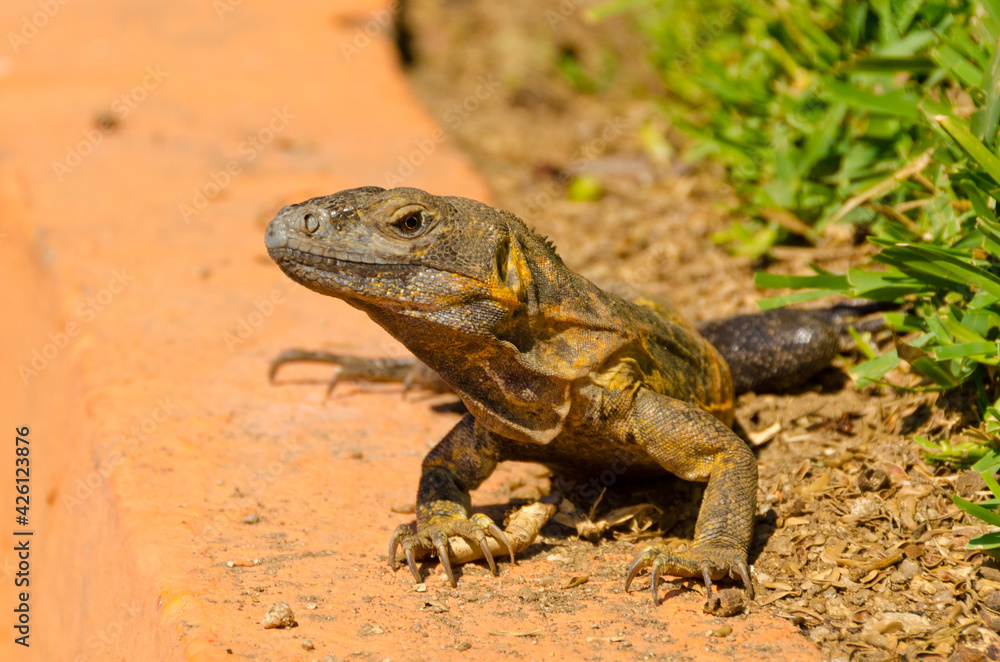 iguana on green grass lawn iguana on green grass lawn
