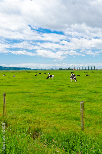 Tranquil view of cows over blue and withe cloudy sky.