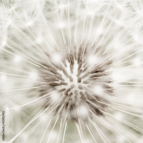 Close up Macro of the Fluffy White Seeds of a Wild Dandelion Flower
