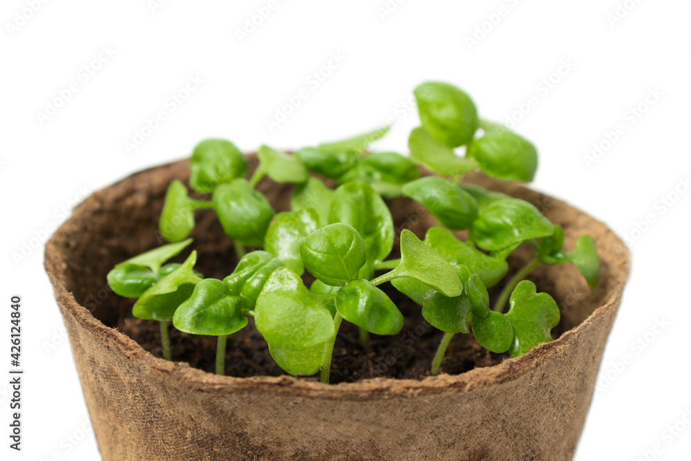 Young basalika sprouts in a peat slide close-up. The concept of gardening, harvest, planting beds Young basalika sprouts in a peat slide close-up. The concept of gardening, harvest, planting beds