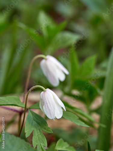 Wood anemone, Anemone nemorosa, a pretty spring flower of ancient woodlands with delicate purple streaked petals surrounding a cluster of distinctive yellow anthers © Jenny