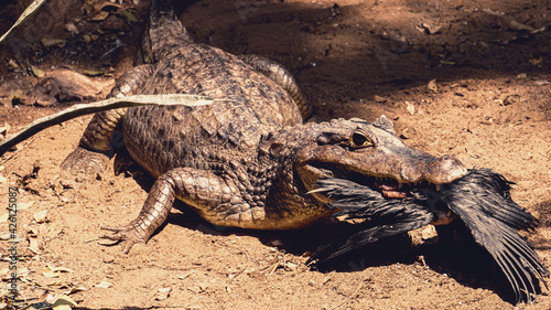 A shot of a crocodile eating a crow