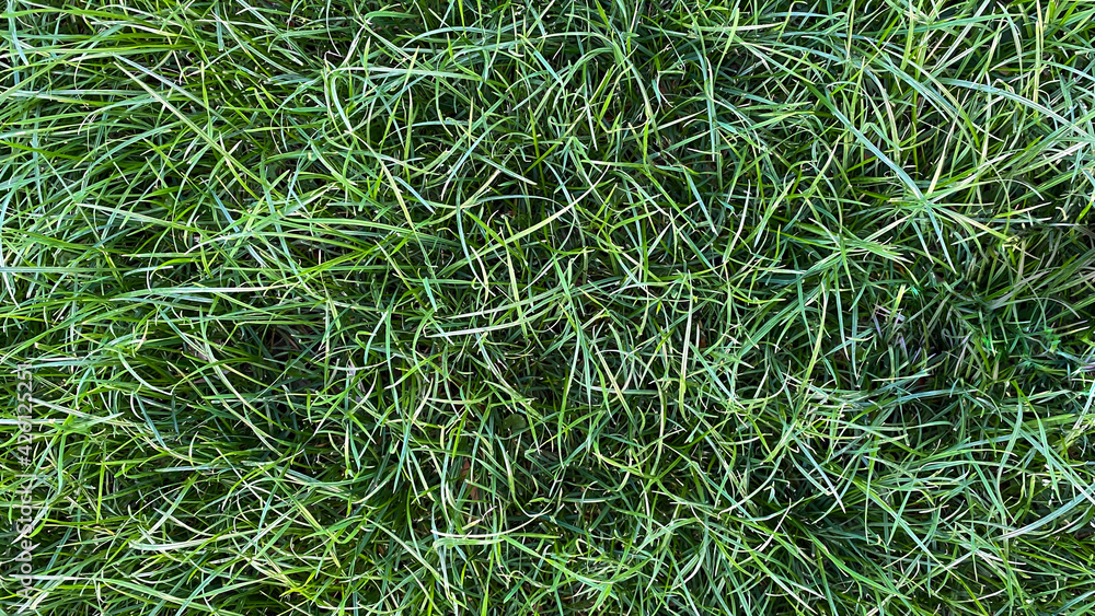 Background, texture of green grass. Lawn. The lawn is not mowed. Wallpaper, top view, copy space. Background, texture of green grass. Lawn. The lawn is not mowed. Wallpaper, top view, copy space.