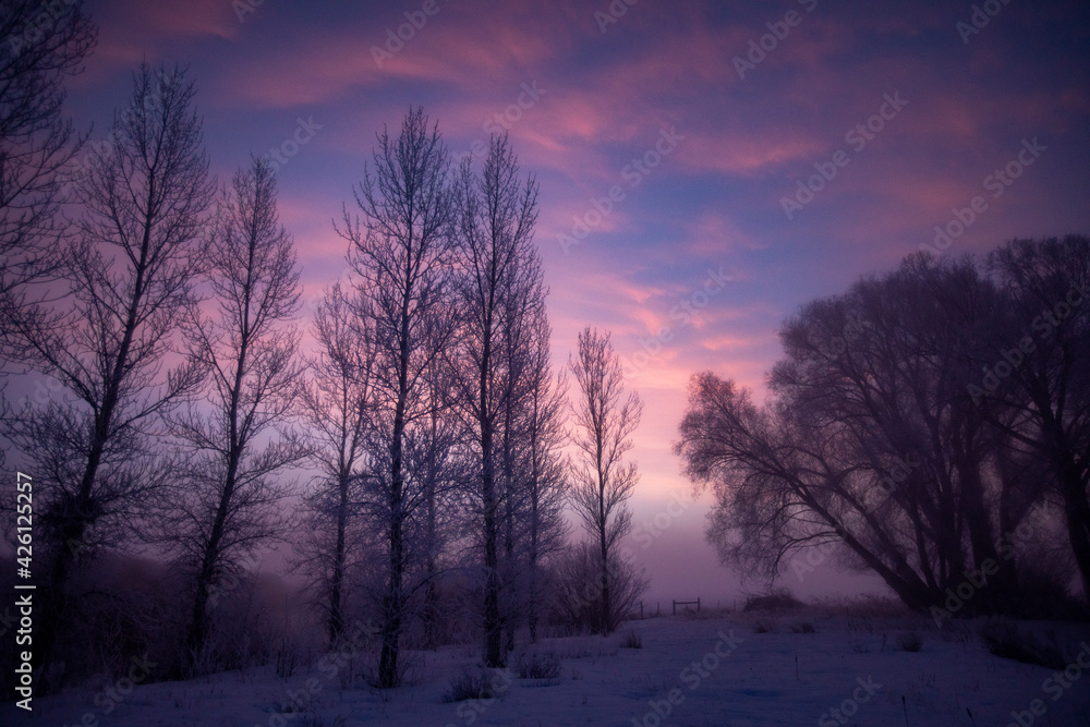 United States, Idaho, Bellevue, Silhouetted trees at dawn United States, Idaho, Bellevue, Silhouetted trees at dawn