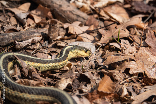 Eastern Garter Snake in Springtime