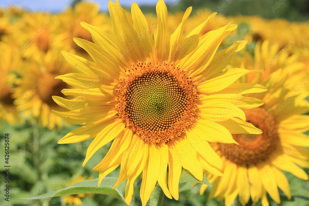 bright yellow sunflower at the time of ripening