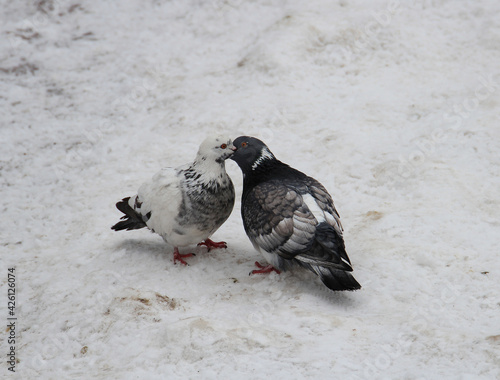 winter love and kisses of pigeons