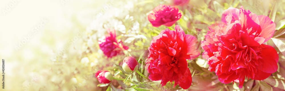 Red peonies in rays of summer light greeting card. Red peonies bush