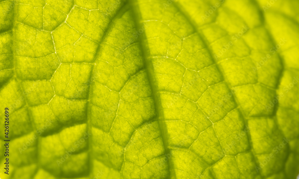 Close up of green leaf as background. Close up of green leaf as background.