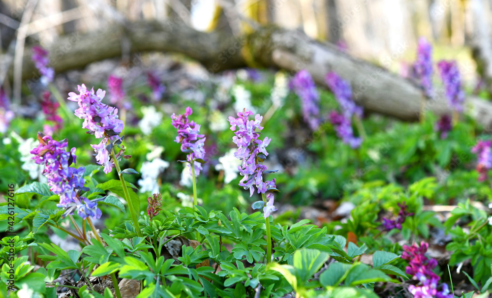 Lerchensporn in der Abendsonne