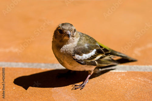 young chaffinch in close-up on the terrace