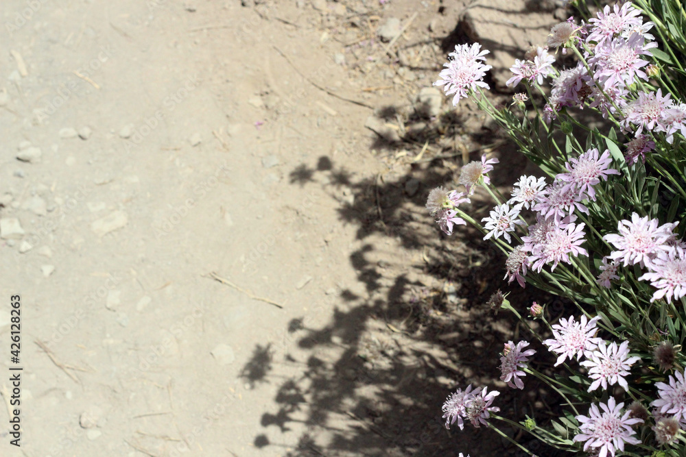Pink flowers casting shadow on the sand path with dust