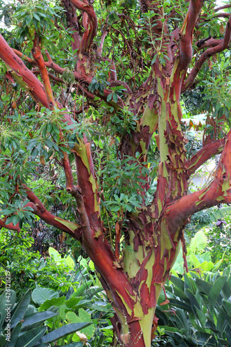 Rainbow eucalyptus deglupta  Mindanao gum or rainbow gum exotic tree with red and green trunk and leaves photo