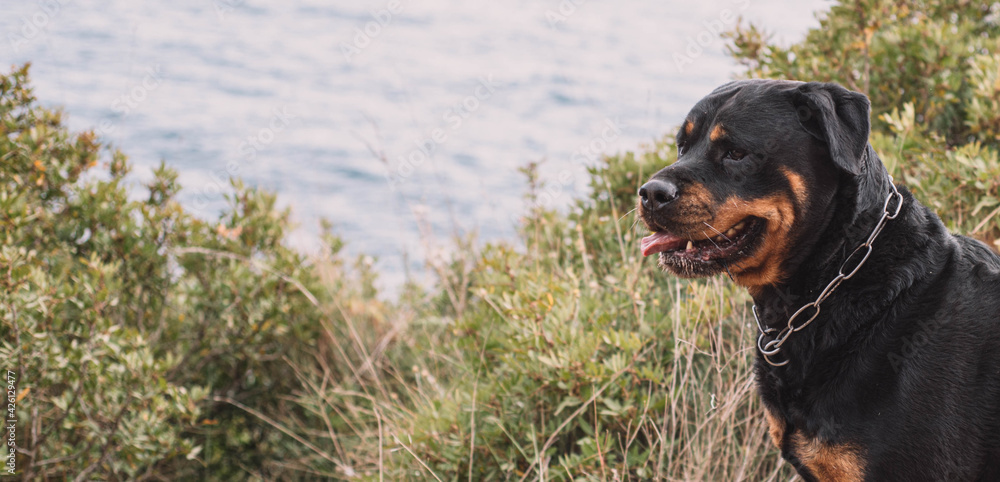 Rottweiler hembra línea alemana disfrutando de un paseo por el parque Rottweiler hembra línea alemana disfrutando de un paseo por el parque