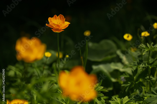 Yellow flower on blurred background with selective focus