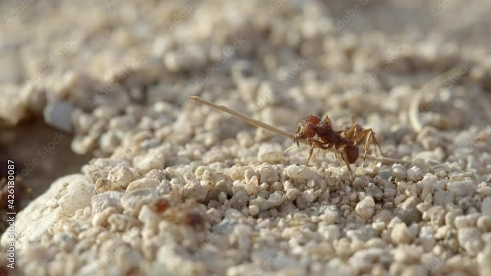 Maco Close Up of Sonoran Leafcutter Ants Around Nest on Dry Desert Ground Maco Close Up of Sonoran Leafcutter Ants Around Nest on Dry Desert Ground
