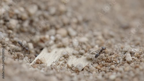 Small Colony of Argentine Ants aka Linepithema Humile Around Hole in Dry Desert Ground, Macro Close Up photo