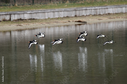 A flock of oystercatcher birds flying low over the water of a lake in Oss, Netherlands