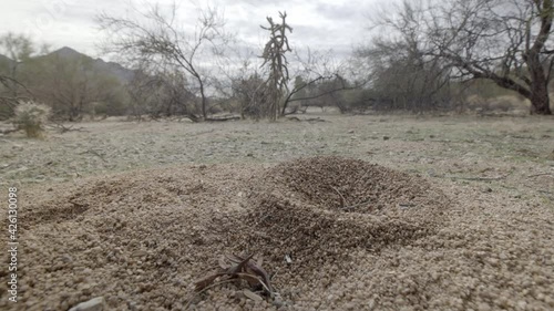 Sonoran Desert Leaf cutter Ants and Ant hill. Low angle overview shot photo