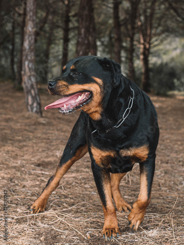 Rottweiler hembra línea alemana disfrutando de un paseo por el parque