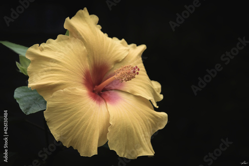 Hibiscus