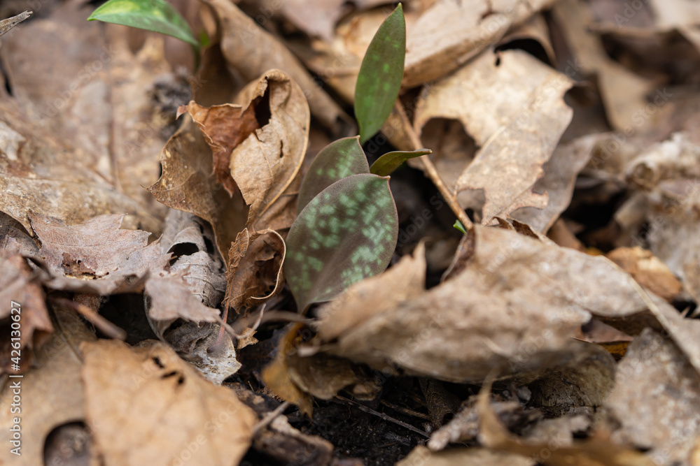 Yellow Trout Lily Leaves Emerging in Springtime Yellow Trout Lily Leaves Emerging in Springtime