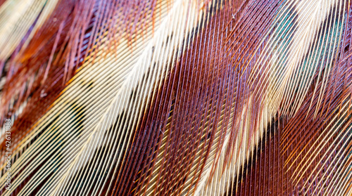 colored pheasant feathers with a visible texture. background