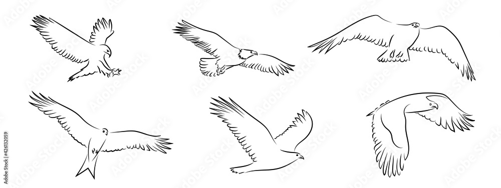 Adler Eagle Konturen Zeichnungen Vektor Grafik Lineart
