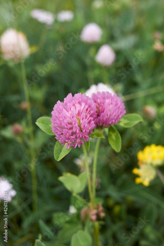 Trifolium pratense