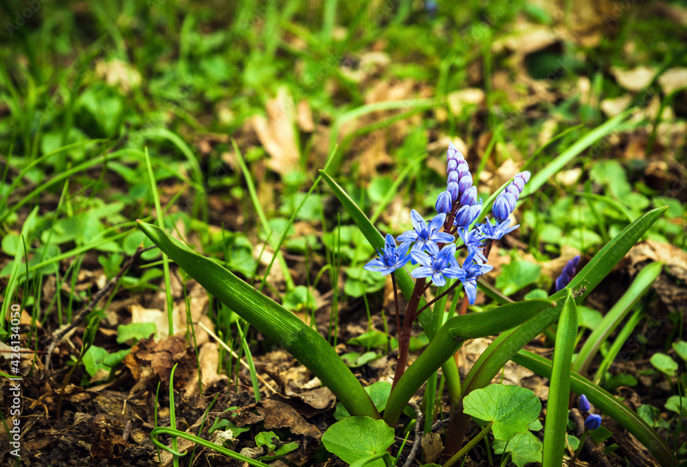 Flowers blue two-leaf squill, Alpine-squill or scilla bifolia in forest Flowers blue two-leaf squill, Alpine-squill or scilla bifolia in forest