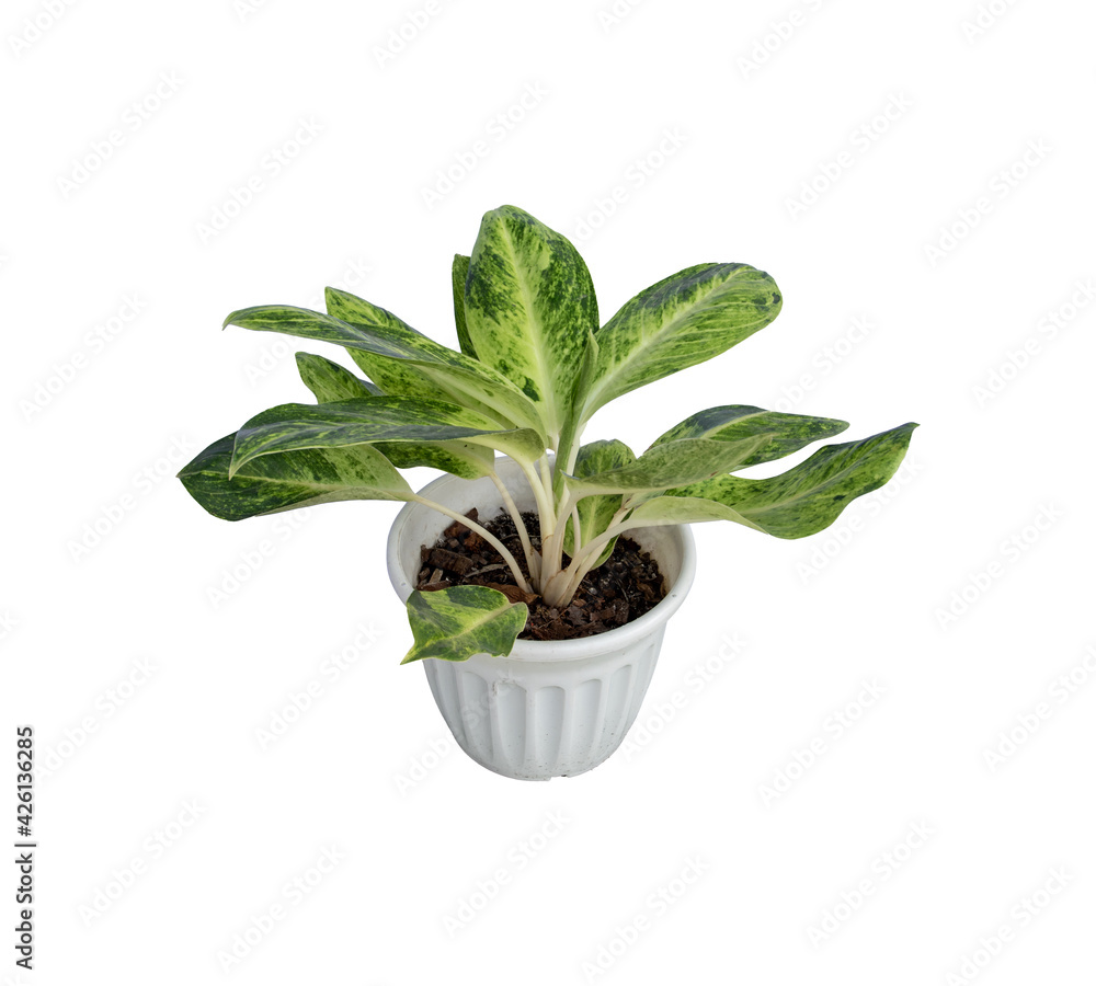 Aglaonema,Chinese Evergreen(ARACEAE) in pot is a beautiful and auspicious ornamental plant.Isolate on white background. Aglaonema,Chinese Evergreen(ARACEAE) in pot is a beautiful and auspicious ornamental plant.Isolate on white background.