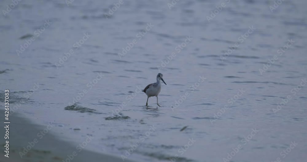 Close up of Common greenshank in the river Close up of Common greenshank in the river
