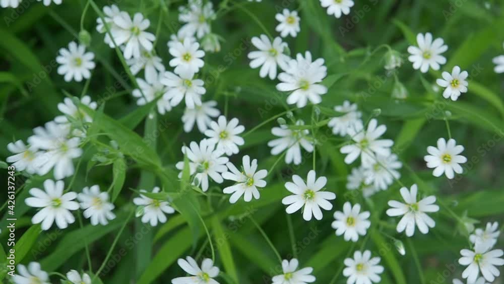Small white forest spring flowers sway in the wind against a background of green grass. Top view. Close-up Small white forest spring flowers sway in the wind against a background of green grass. Top view. Close-up