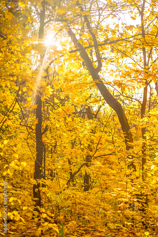 Beautiful autumn landscape with yellow leaves of forest trees Beautiful autumn landscape with yellow leaves of forest trees