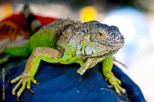 Closeup view of a green iguana