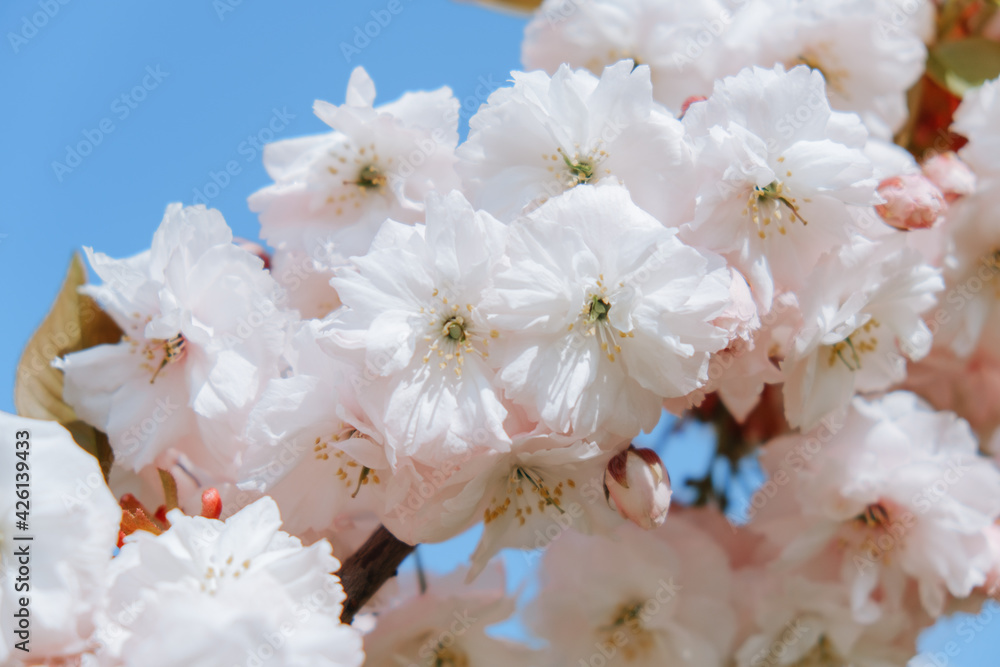 Pink tree flowers of Prunus serrulata, japanese cherry, sakura tree Pink tree flowers of Prunus serrulata, japanese cherry, sakura tree