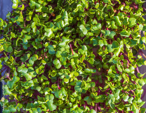 Radish plants growing process. Popular micro greens concept. Healthy food concept. © Alex