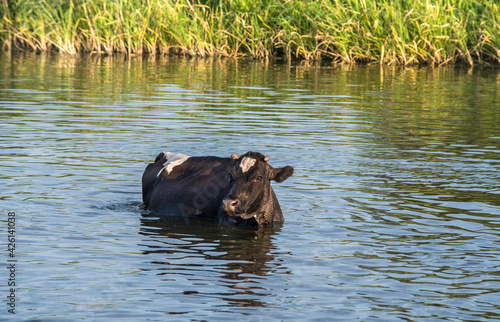 Cows or Cattle cooling off in a watering hole.
