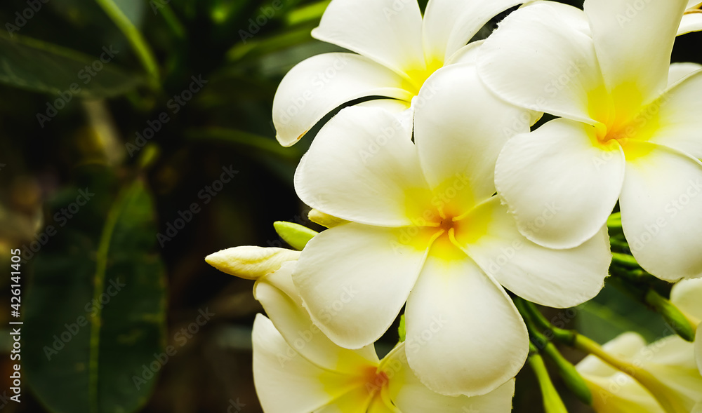 Fototapeta premium The white frangipani with leaves. White plumeria.Plumeria flowers - White plumeria on the plumeria tree.Close Up.