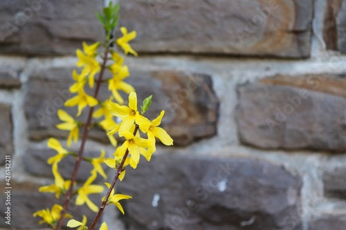 blühende Forsythie vor einer Steinmauer photo