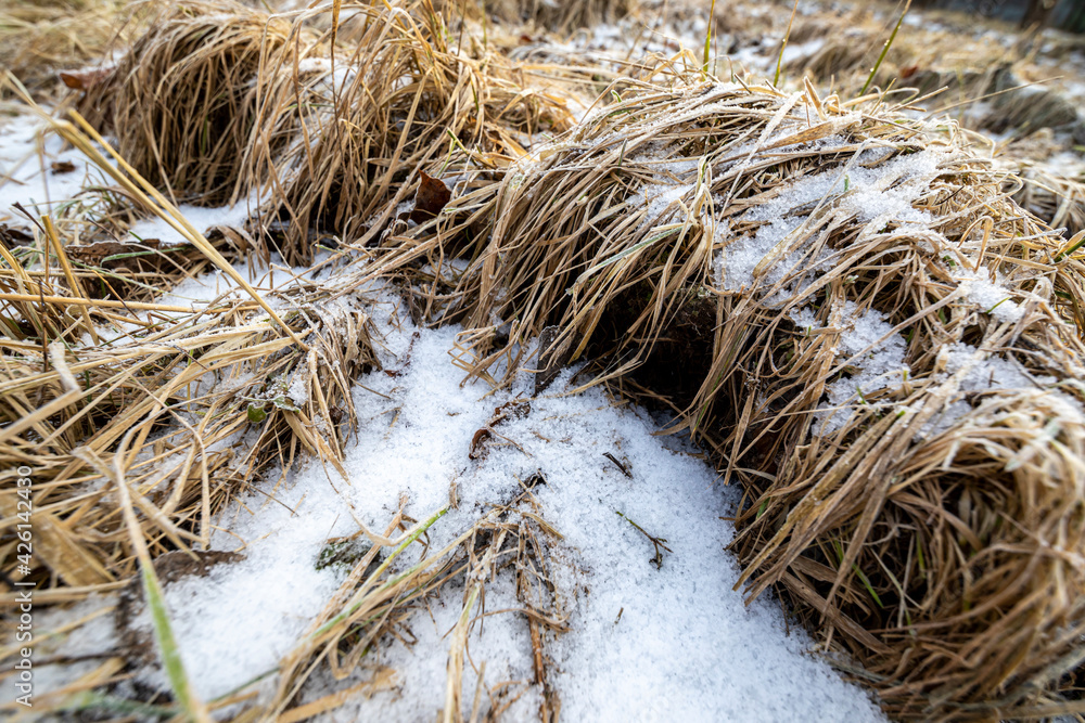 Yellow withered grass covered with snow in an early spring morning. Remains of snow after winter. Yellow withered grass covered with snow in an early spring morning. Remains of snow after winter.