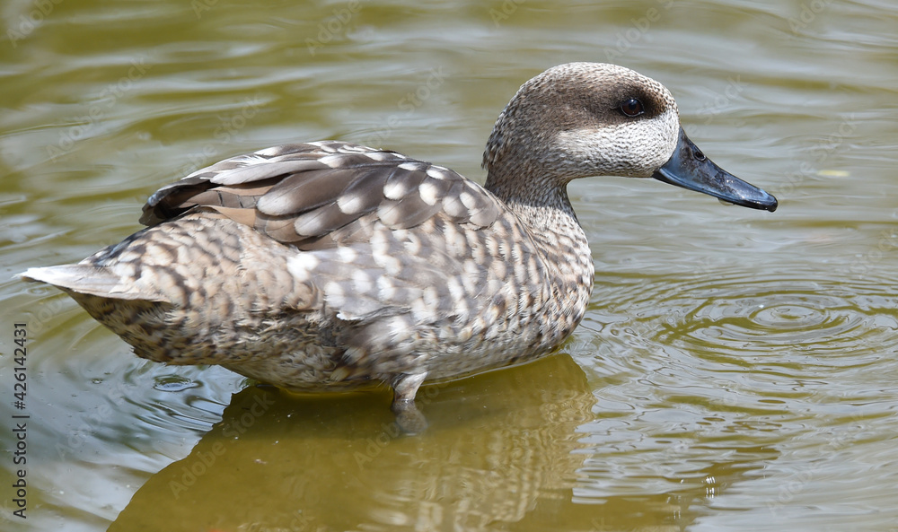 Obraz premium Die seltene Marmelente